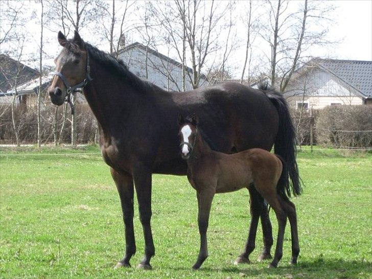 Fuldblod (XX) Mill's Finest billede 6