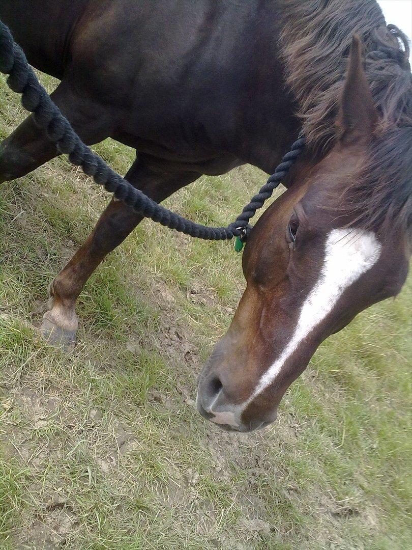 New Forest - Quark»||My Soulmate<3|| billede 14