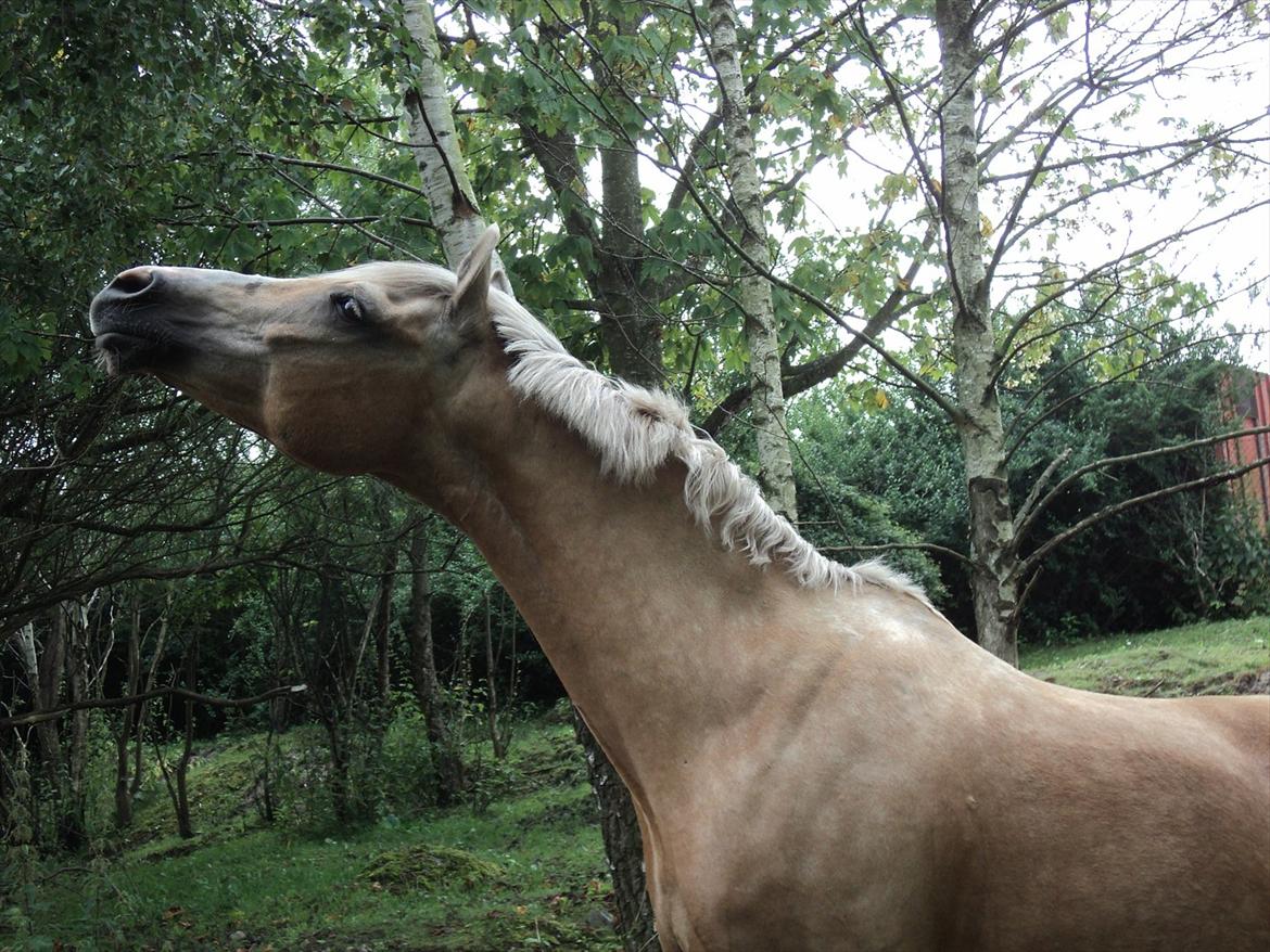Anden særlig race WILD SECRET. BLINKENDE STJERNE - The Wild Secret!  .Den kærlighed, som er opstået pludseligt, tager længst tid at kurere. billede 6