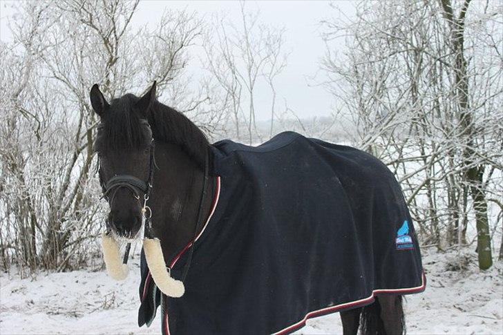 Anden særlig race Tamico - Smukke Lille T i sneen.  billede 6