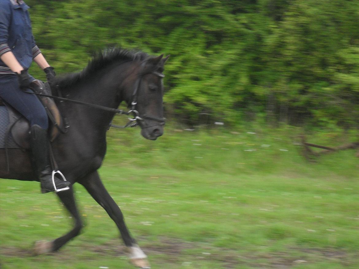 Anden særlig race Rose *REGIONSMESTER 2010* - Dressur derhjemme d.25. juli 2011:) billede 13
