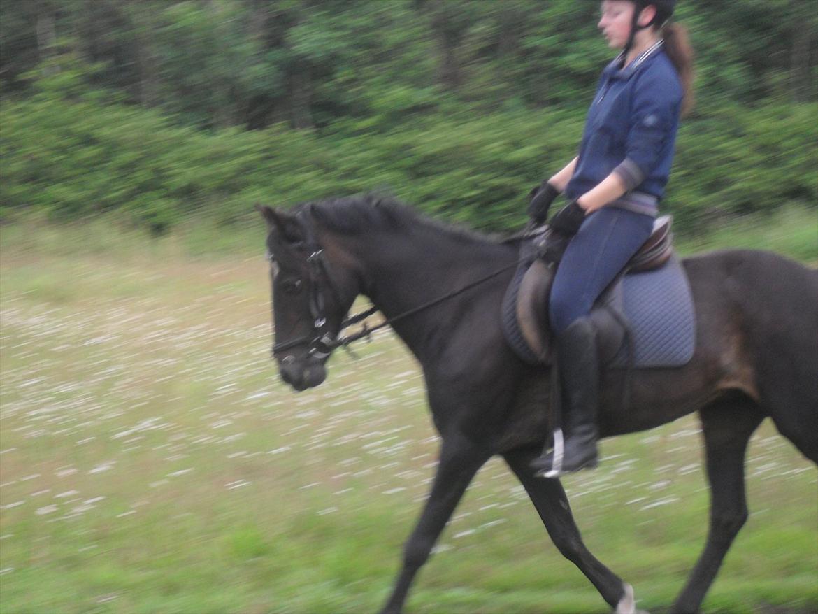 Anden særlig race Rose *REGIONSMESTER 2010* - Dressur derhjemme d.25. juli 2011:) billede 14