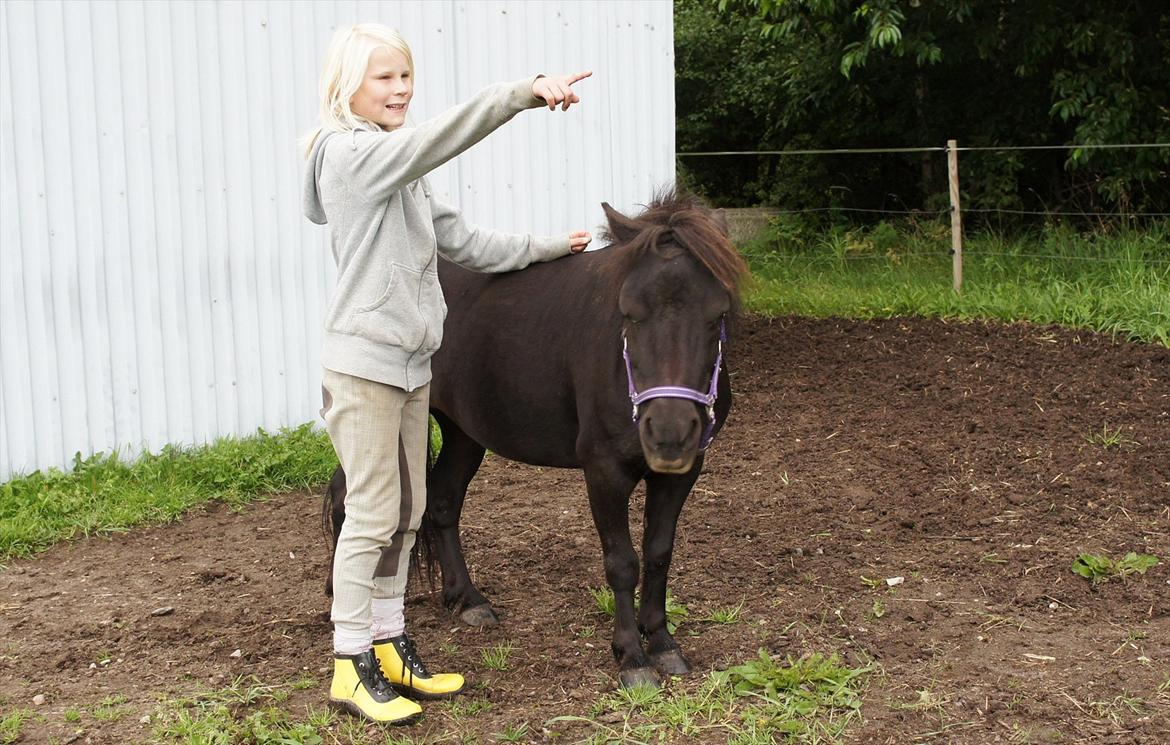 Shetlænder Wednesday <3 (tidligere Mini) - Velkommen til Wednesdays profil. Her ses hun sammen med Sally barnet :) billede 2