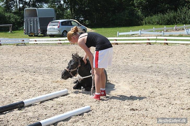 Shetlænder Wednesday <3 (tidligere Mini) - Wednesday på noget lejr :) billede 19