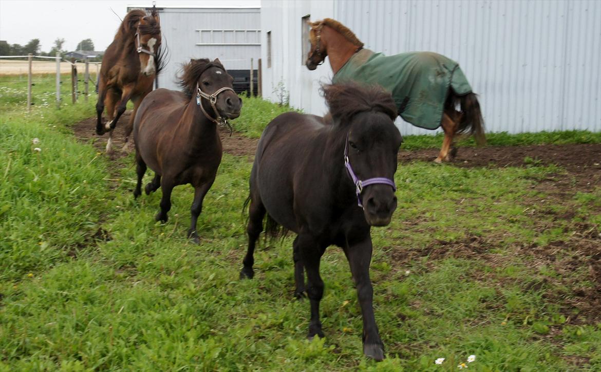 Shetlænder Wednesday <3 (tidligere Mini) - Wednesday, Morticia, Tic-tac, Vrinsk & Frk. Flippa sammen :) billede 6