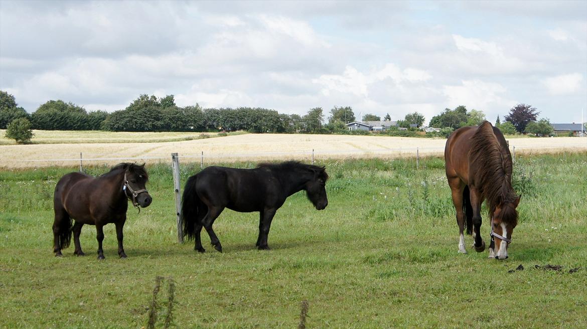 Shetlænder Wednesday <3 (tidligere Mini) - Wednesday med sine 2 bedste venner i heeeele verden :D billede 9
