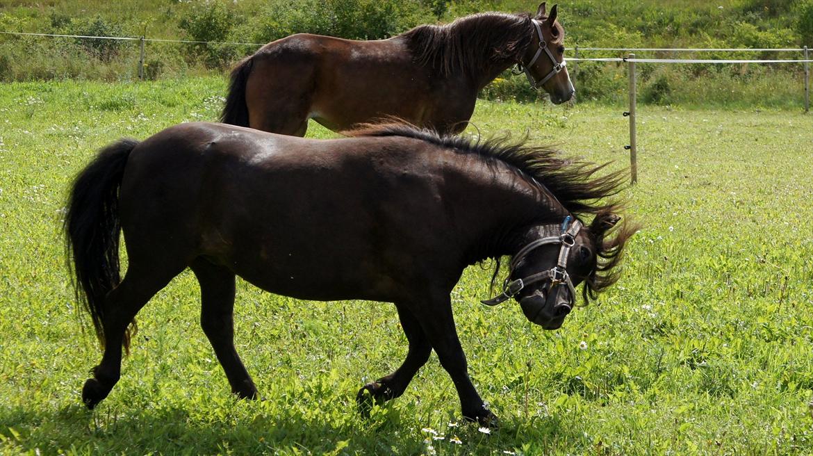 Shetlænder Morticia <3 (tidligere Trunte) - Legetid :D billede 7