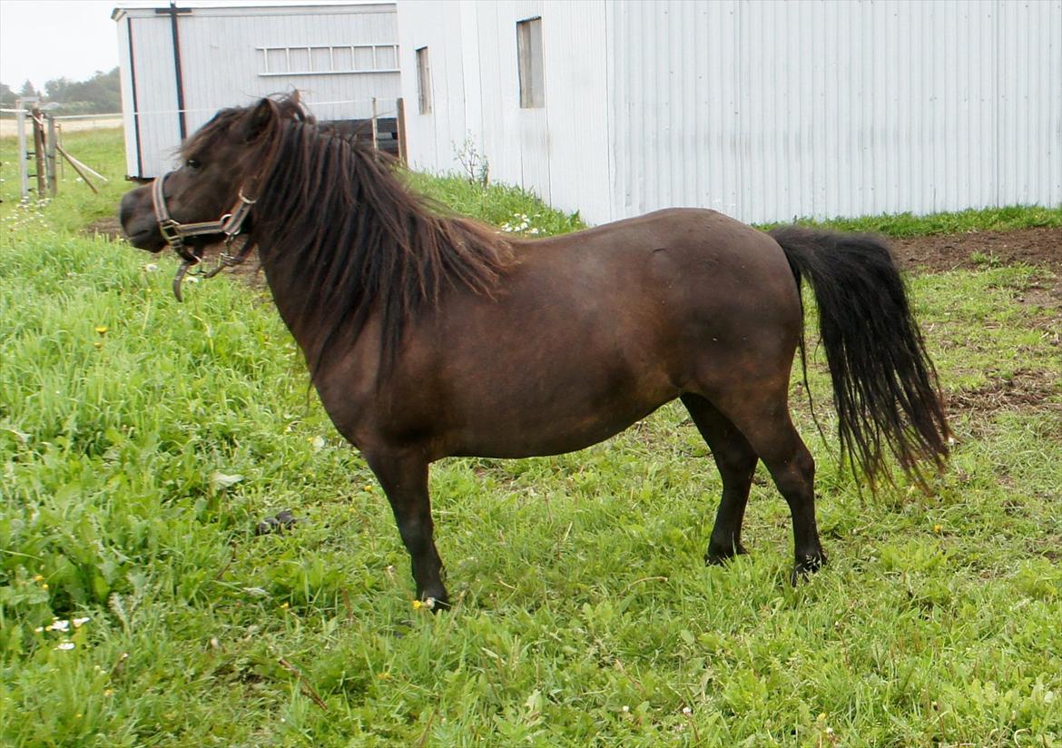 Shetlænder Morticia <3 (tidligere Trunte) - "Se mig, jeg er en araaaaaaber!" billede 19