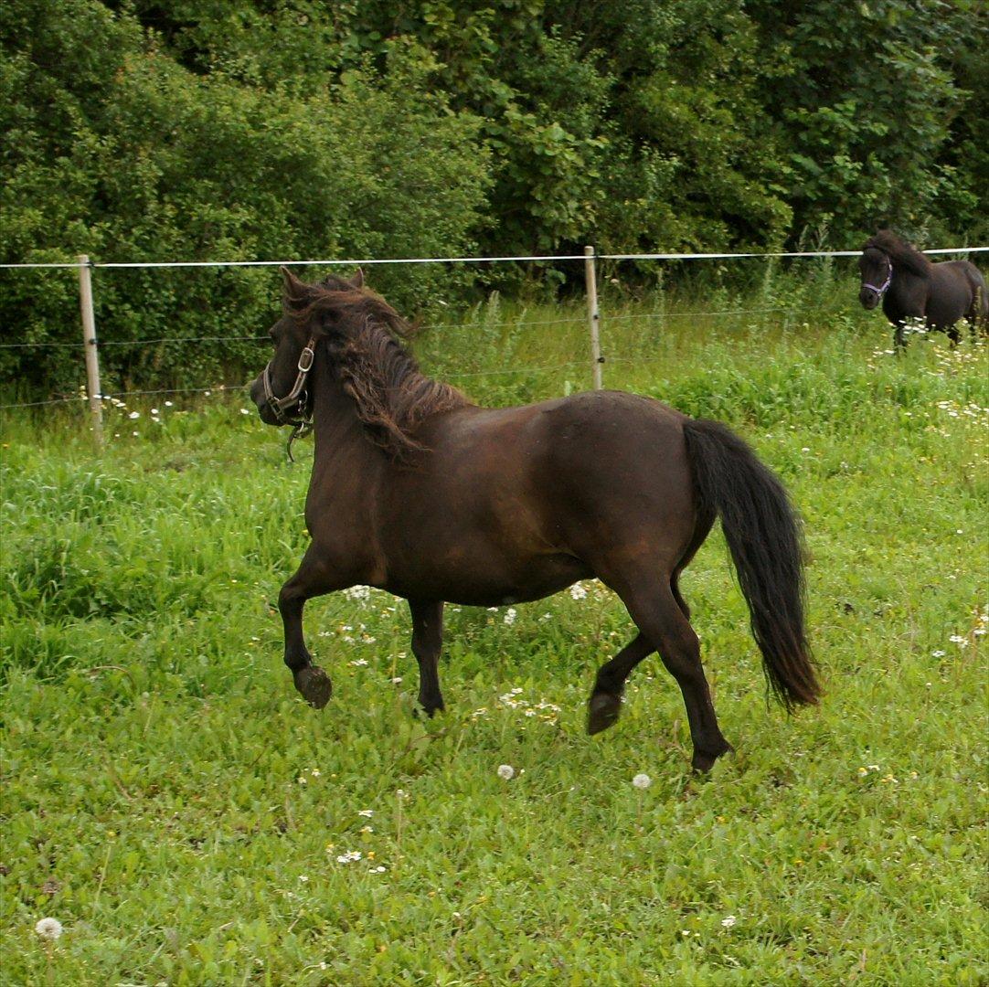 Shetlænder Morticia <3 (tidligere Trunte) - Viser sig frem billede 12