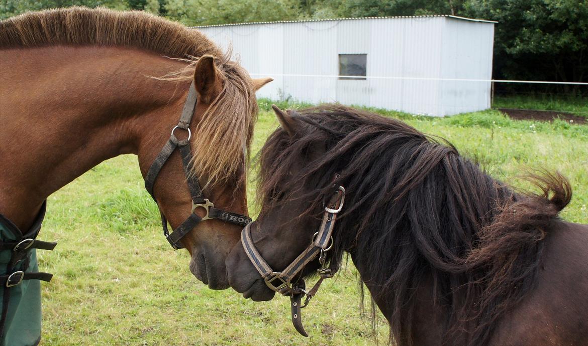 Shetlænder Morticia <3 (tidligere Trunte) - Snakker med Flippa billede 11