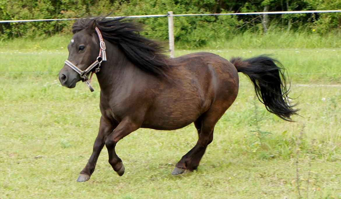 Shetlænder Morticia <3 (tidligere Trunte) - Søde, små trin :D billede 8