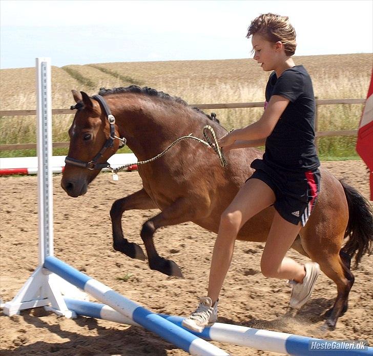 Anden særlig race Skovbys Chester Brown - Fie og Chelle springer (2011) - Tjek lige halsen.. billede 3