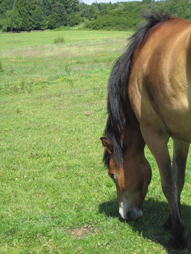 Anden særlig race Juncker. billede 17