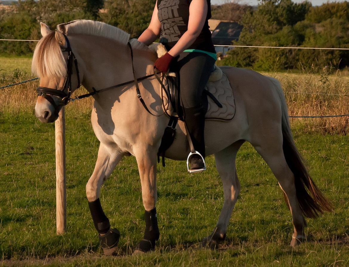 Fjordhest Sally (Lånehest) ~ True Friend ~ - <3 <3 <3 Tusind taaaark for kigget folkens, smid MEGET gerne en kommentar og en lille bitte bedømmelse... <3 <3 <3 billede 20