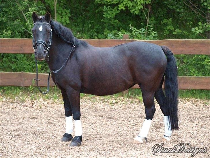 Welsh Cob (sec D) Chalfont Lisanja - Velkommen til LillePiien's side!!<3 Foto: Dorthe S. billede 1