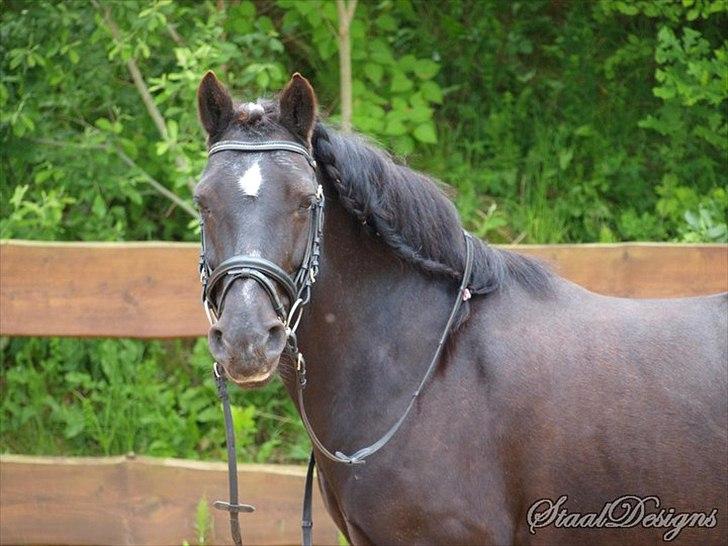Welsh Cob (sec D) Chalfont Lisanja - Mig til udstilling!! Foto: Dorthe S. billede 2