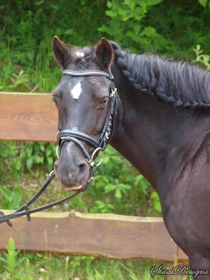 Welsh Cob (sec D) Chalfont Lisanja - My Priinsess;*!(; Foto. Dorthe S. billede 3