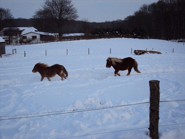 Shetlænder BULLER solgt;( billede 10