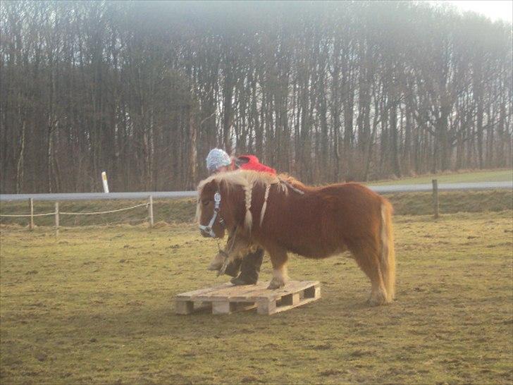 Shetlænder BULLER solgt;( - I LOVE YOU billede 11