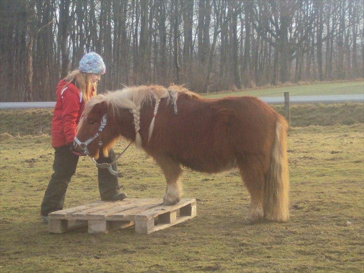 Shetlænder BULLER solgt;( - mig og buller drengen  billede 12