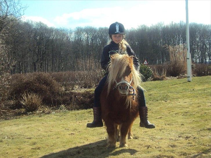 Shetlænder BULLER solgt;( billede 15