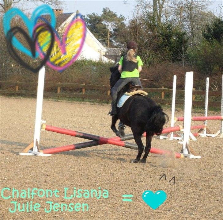 Welsh Cob (sec D) Chalfont Lisanja - Spring hos Adrieanne:) Foto: Emma H. billede 4
