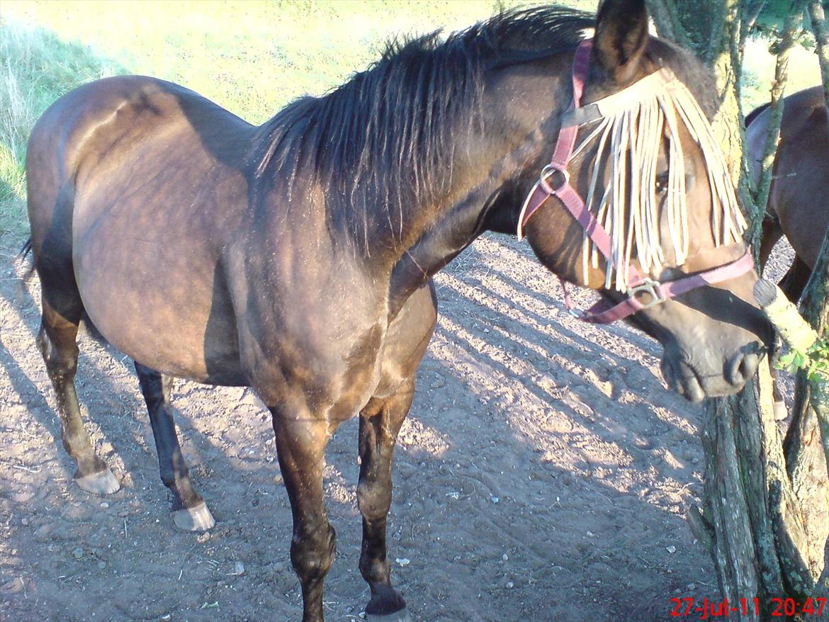 Traver Nikita ås - yndlligs foto af min pige  billede 4