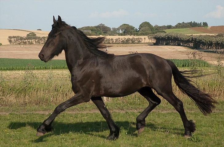 Frieser Eeke Van De Stoerstrang - Tak for denne gang allesammen.. :-D billede 20