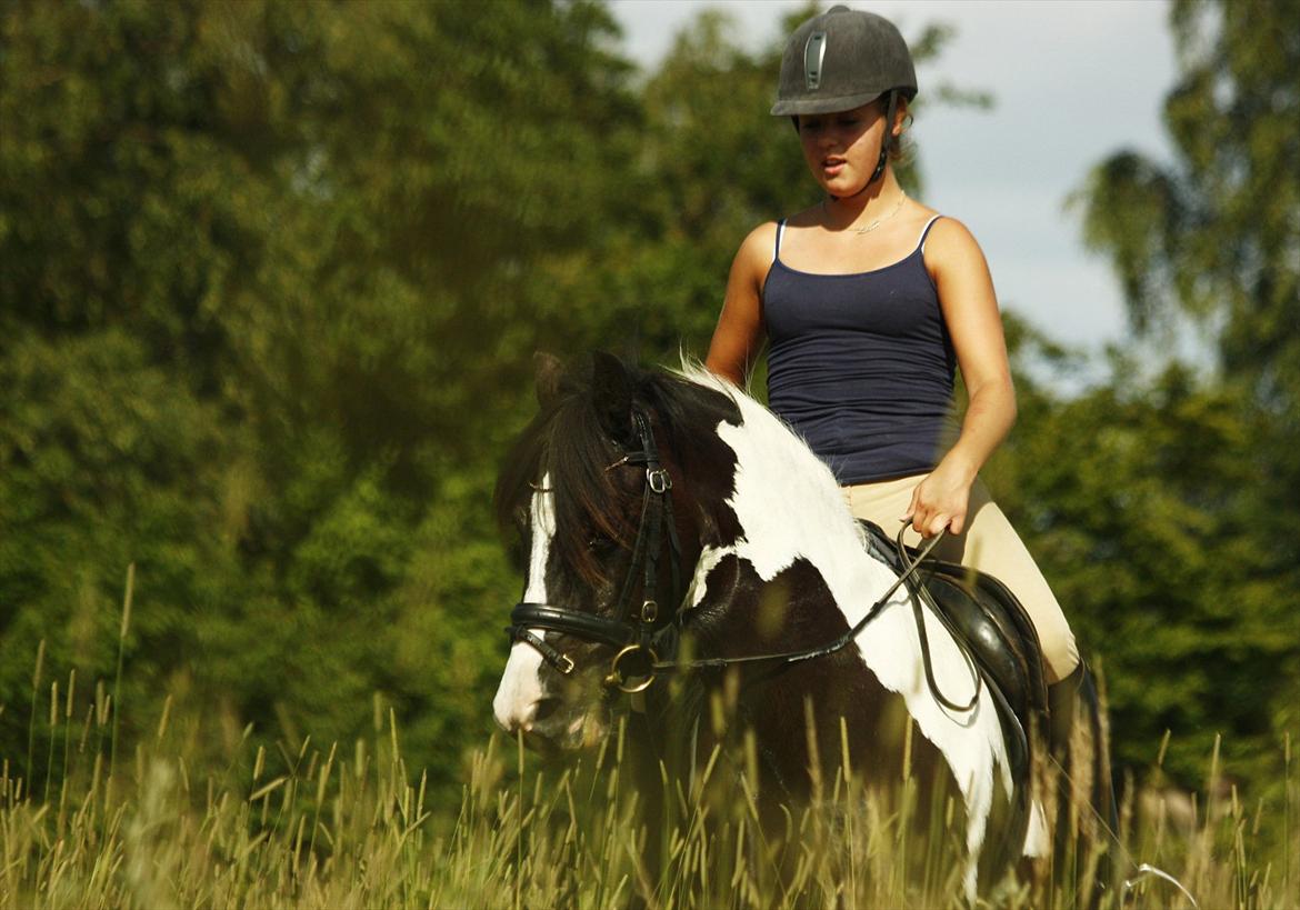 Irish Cob | Rain |  - sommer 2011 - chill ridning på marken i varmen billede 1