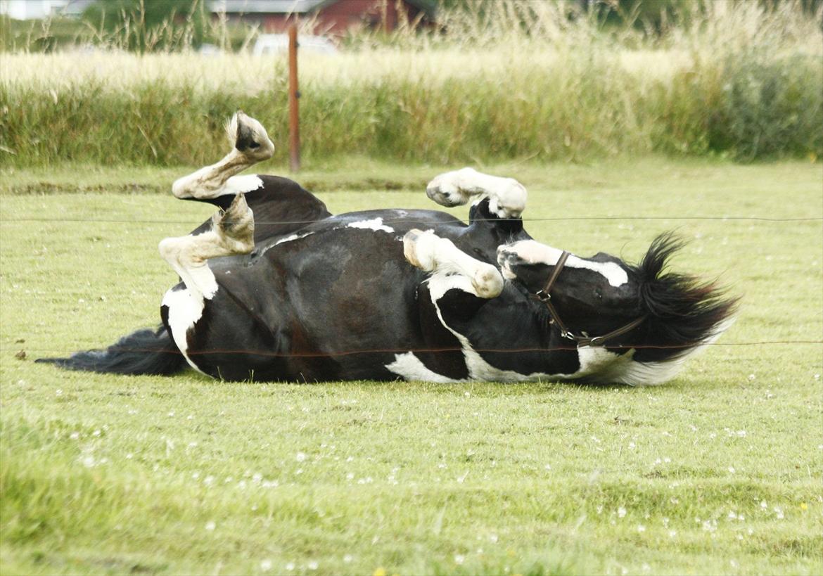 Irish Cob | Rain |  - sommer 2011 - den pony er da bare for nurh, uanset hvad ! billede 20