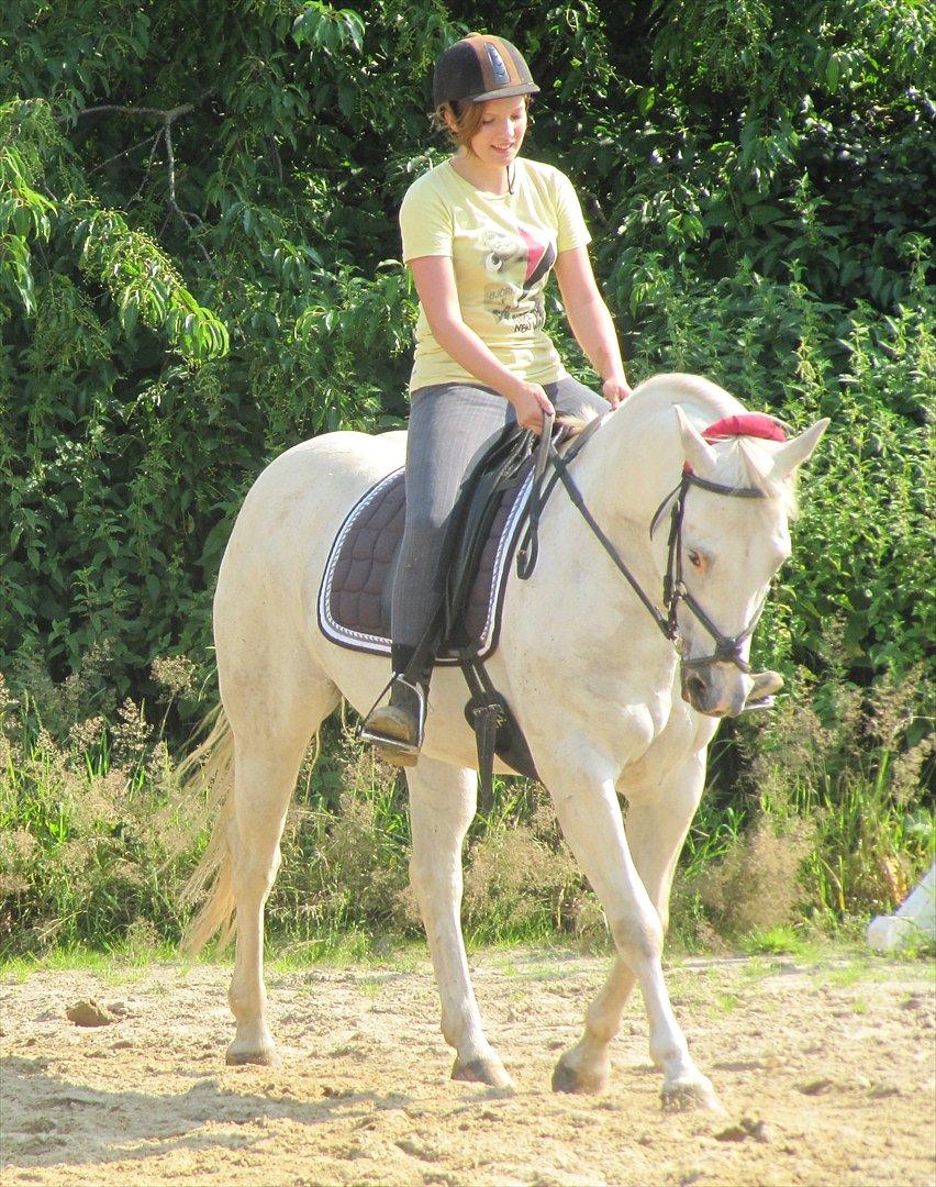 Anden særlig race Osanna  - Så fik vi lige lidt billeder ind af Osanna i dressur :-) <3 billede 10