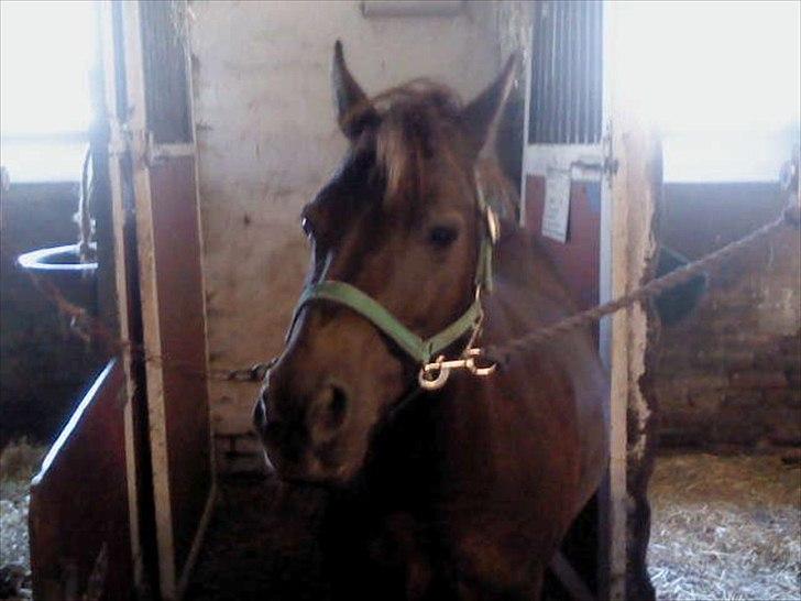 Anden særlig race Filur <3  - Foto: Mie billede 10