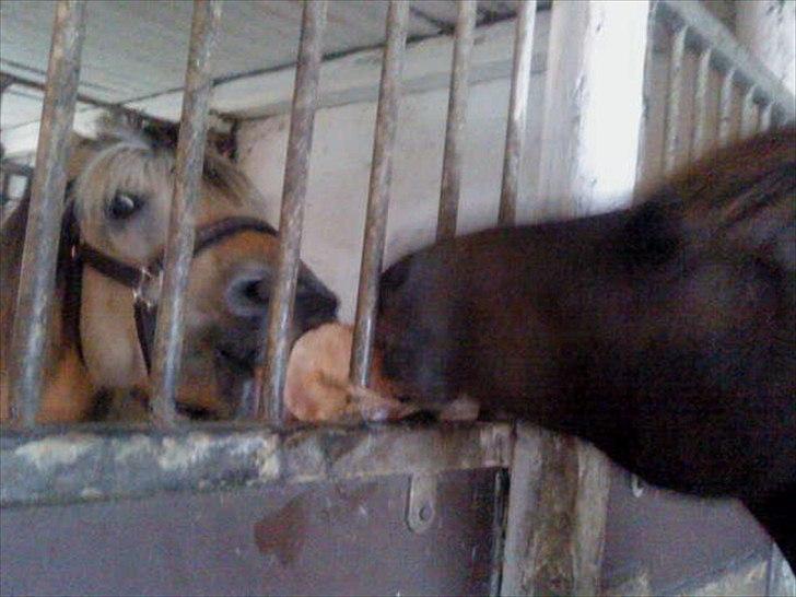 Anden særlig race Filur <3  - Foto: Mie billede 11