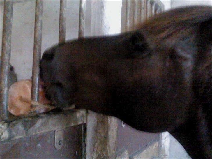 Anden særlig race Filur <3  - Foto: Mie billede 12