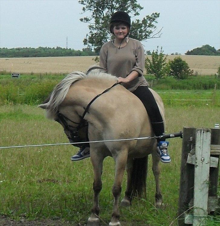 Fjordhest Tulle billede 2