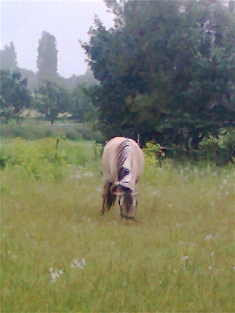 Fjordhest Tulle billede 3