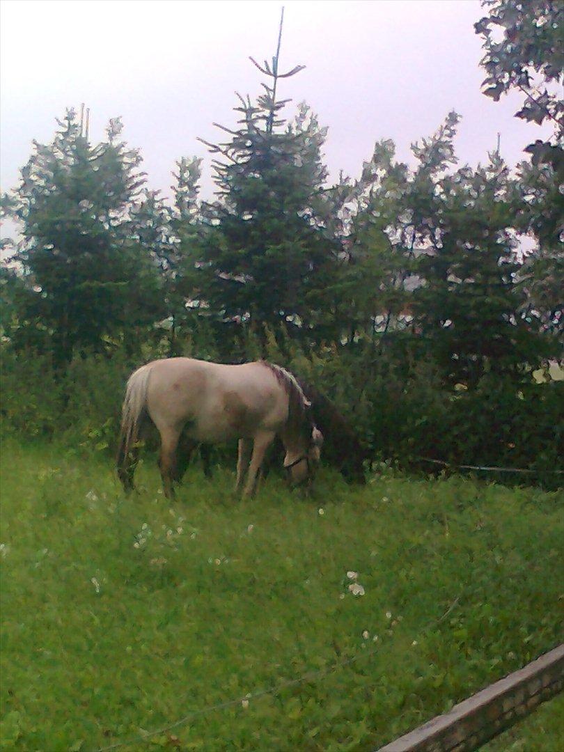 Fjordhest Tulle billede 4