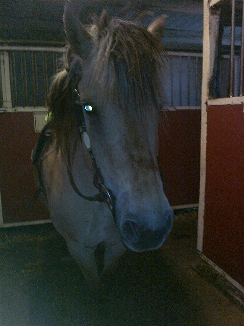 Fjordhest Tulle billede 5