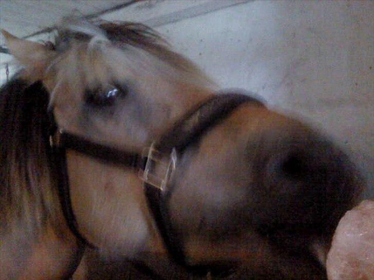 Fjordhest Tulle billede 6