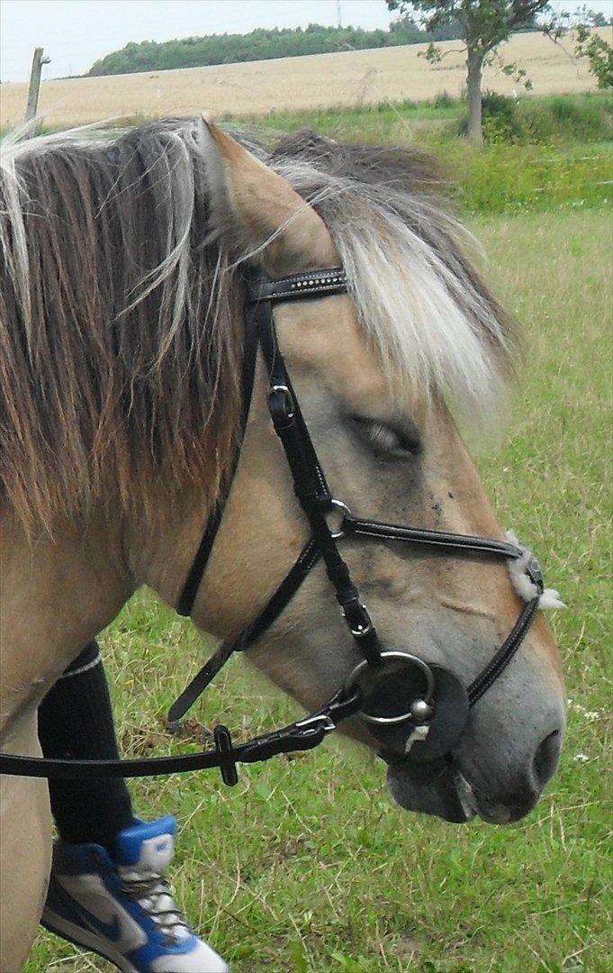 Fjordhest Tulle billede 7