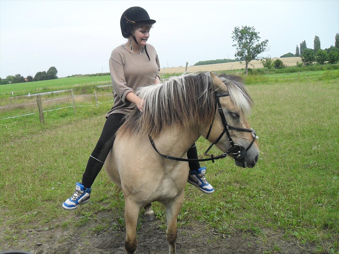 Fjordhest Tulle billede 8