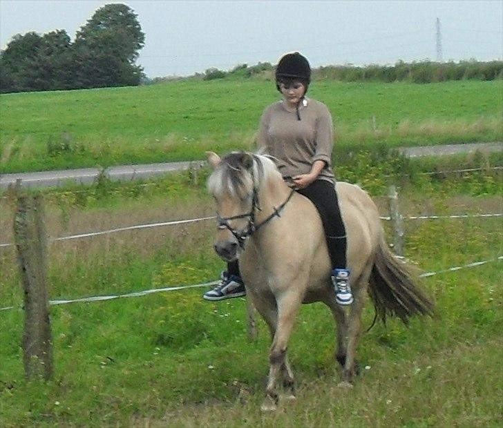 Fjordhest Tulle billede 9