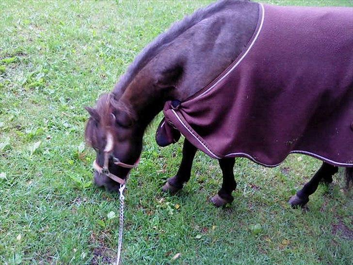 Shetlænder Lizette billede 9