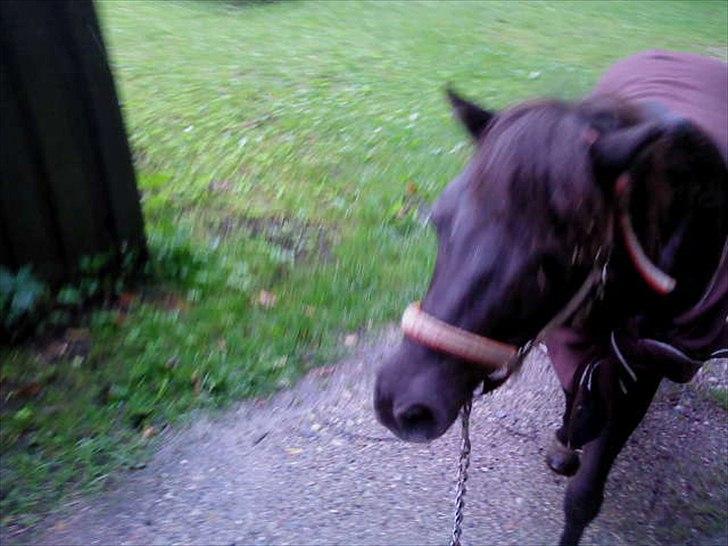 Shetlænder Lizette billede 10