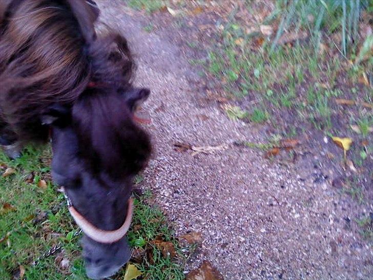 Shetlænder Lizette billede 11