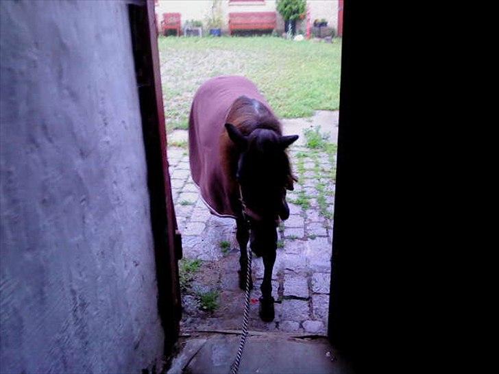 Shetlænder Lizette billede 13