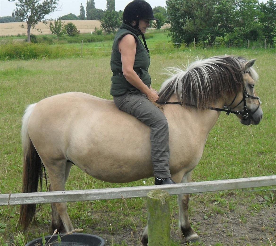 Fjordhest Tulle billede 10