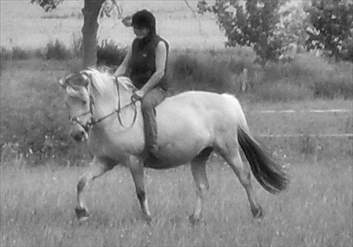 Fjordhest Tulle billede 11