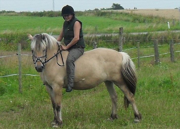 Fjordhest Tulle billede 12