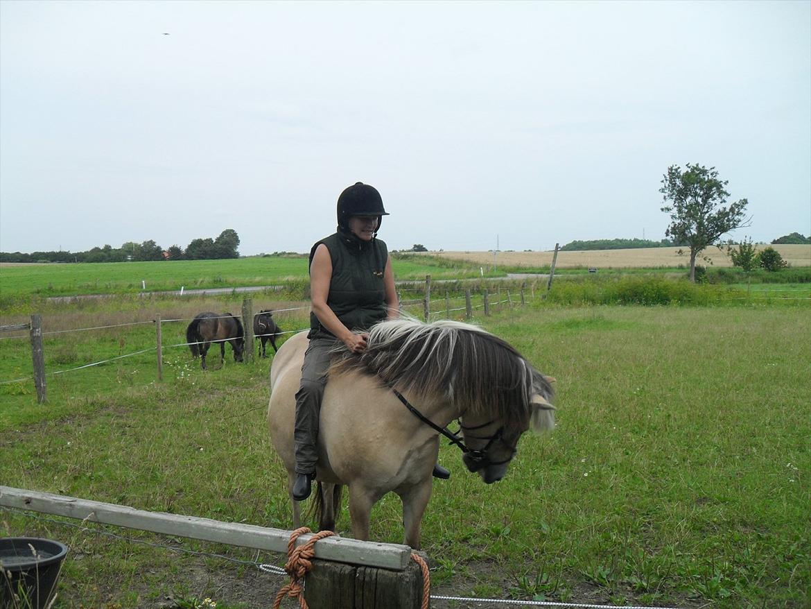 Fjordhest Tulle billede 13